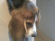 honden foto honden foto van Oleksandra en Frodo