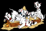 honden foto van Sachi