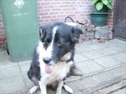 honden foto van dusty