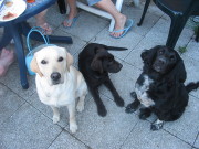 honden foto van Anja