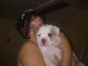 honden foto van Mira