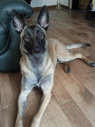 honden foto van Loes