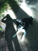 honden foto honden foto van Lisette