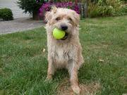 honden foto honden foto van Lilly