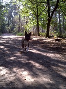 honden foto van natasja