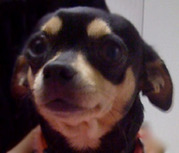 honden foto honden foto van Miranda