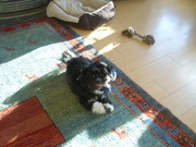 honden foto van jessie en timmie