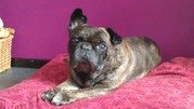 honden foto van engelien
