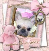 honden foto honden foto van jennifer