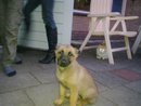 honden foto van esther