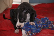 honden foto van danielle