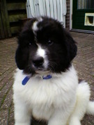 honden foto honden foto van Moose|esooM