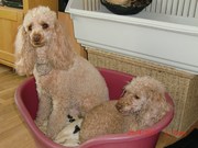 honden foto van rené