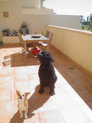 honden foto van marianella