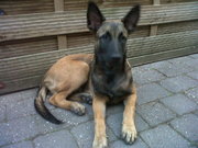 honden foto van Spike