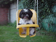 honden foto van Laura