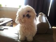 honden foto van swiffer 