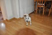 honden foto van ina boneschansker