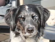 honden foto honden foto van Mirjam