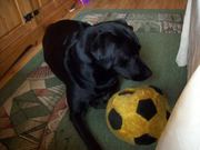honden foto van Isa