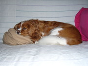 honden foto van Jessica en Jochie