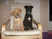 honden foto honden foto van chickie en pip