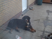 honden foto van claudia deurwaerder