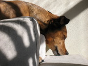 honden foto van Rebecca
