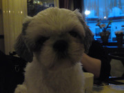 honden foto van bianca 