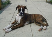 honden foto van Ingrid 