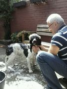 honden foto van Johanna