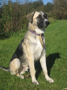 honden foto van iris