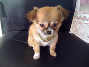 honden foto van Merve