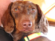 honden foto honden foto van Guus & Grietje met Gijs & Raiza