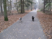 honden foto van Lady