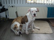 honden foto van levipetra01