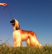 honden foto honden foto van Gerard