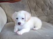 honden foto honden foto van Bert