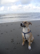 honden foto van Kiki 