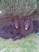 honden foto van the black generation