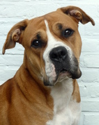 honden foto honden foto van dizzykiwi