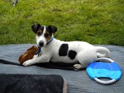 honden foto van Mariska