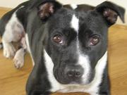 honden foto van Jacqueline