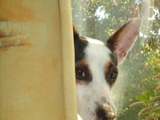 honden foto van lisa & sam