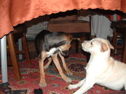 honden foto van carla arkenbout