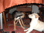 honden foto honden foto van carla arkenbout
