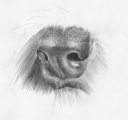 honden foto van Meike