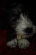 honden foto van Elsbeth en Moke