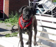 honden foto van Sharon