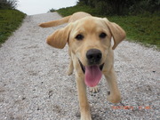 honden foto honden foto van Arnold